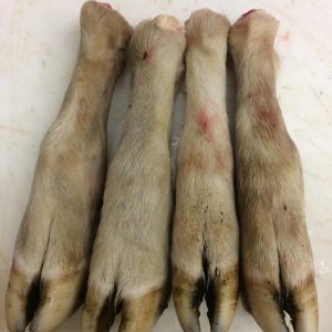 Sheep Feet