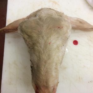 Sheep Head