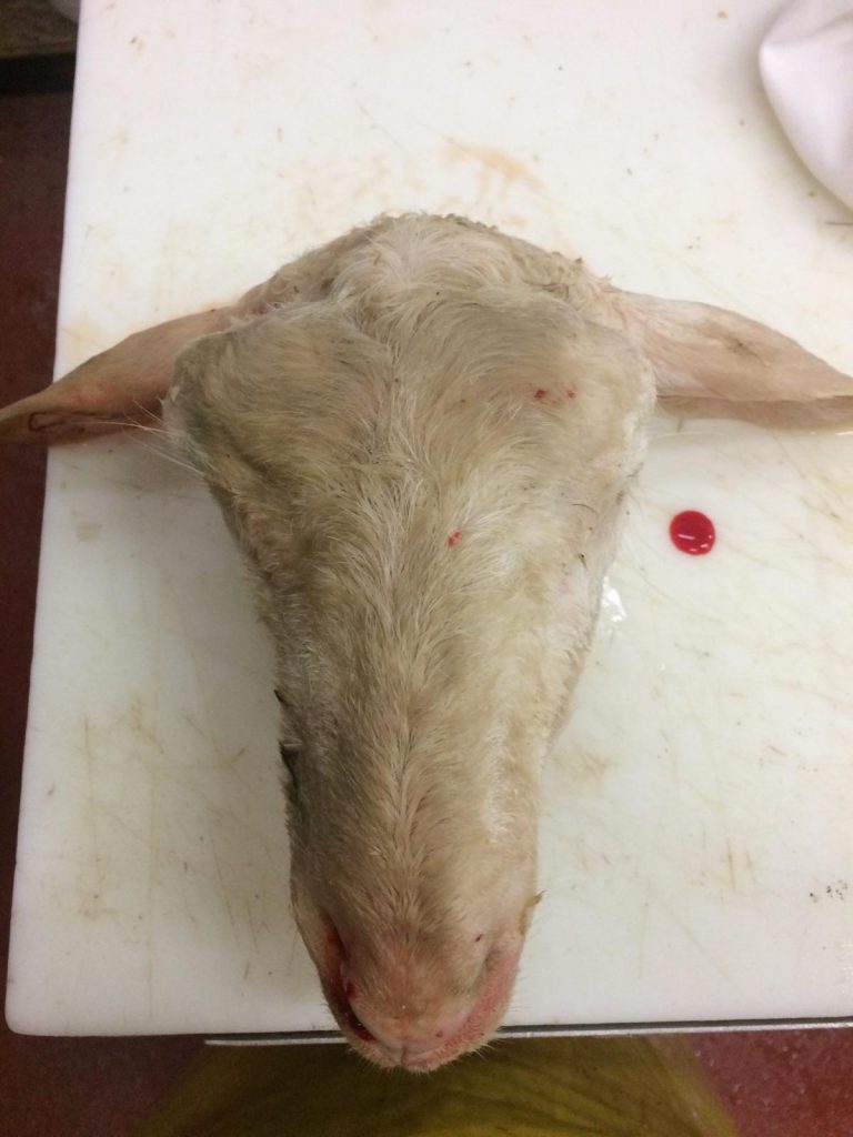 Sheep & Goat Heads .70 CENTS PER POUND Creston Valley Meats